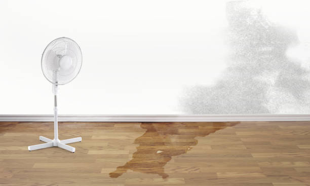 Best Water damage contractors near me  in Starke, FL